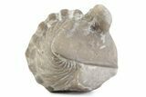 Bargain, Enrolled Asaphus Trilobite - Russia #363251-2